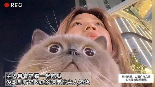 猫和主人同步吃瓜,同步吃瓜的温馨瞬间