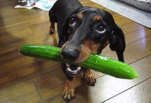 狗吃西湖瓜,探寻美食之旅