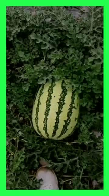 全网免费吃瓜地方,揭秘那些让你停不下来的瓜界秘境