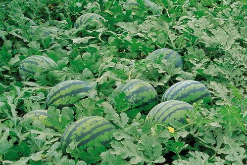 阜阳太和吃瓜群,吃瓜群里的欢乐时光