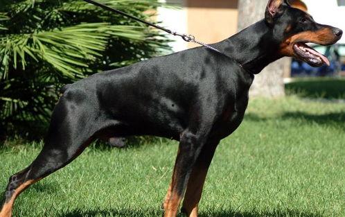 杜宾聊天吃瓜,揭秘娱乐圈吃瓜背后的真相