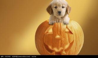 小狗吃西湖瓜,夏日里的甜蜜邂逅