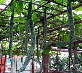 蛇瓜的皮可以吃吗,可食用之谜揭秘