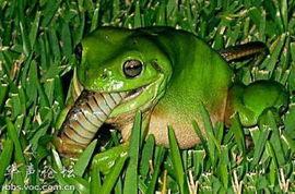 马路吃瓜青蛙,吃瓜青蛙的日常趣事