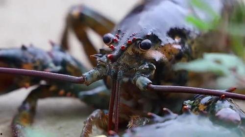 吃瓜波龙,一场美食与娱乐的跨界盛宴