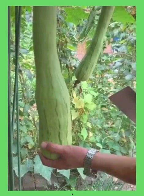 砍瓜吃的方法